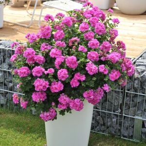 3 adet Sakız sardunya fidesi pelargonium ivy