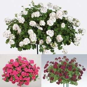 3 adet Sakız sardunya fidesi pelargonium ivy