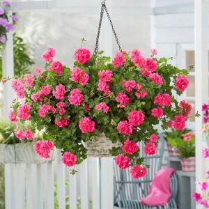 3 adet Sakız sardunya fidesi pelargonium ivy
