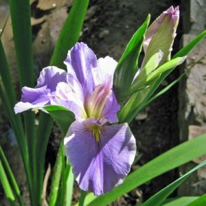 Now and Forever iris Louisiana saksıda yetişmiş süsen