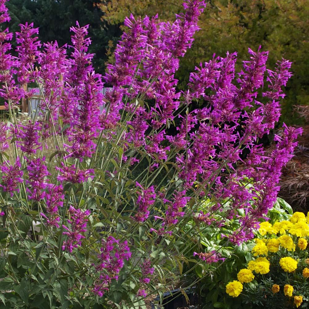 Lime zufa çiçeği fidesi agastache mexicana