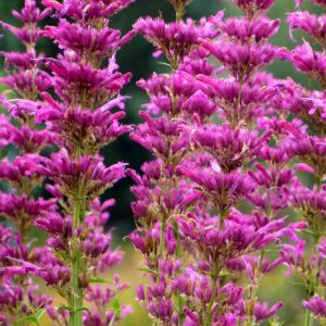 Sangria zufa çiçeği fidesi agastache mexicana