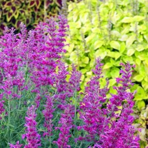 Lime zufa çiçeği fidesi agastache mexicana