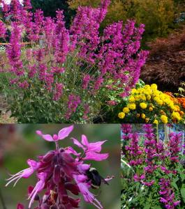 Lime zufa çiçeği fidesi agastache mexicana