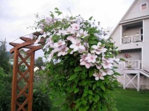 Jan Pavel II Pembe clematis fidanı orman asması sarmaşık