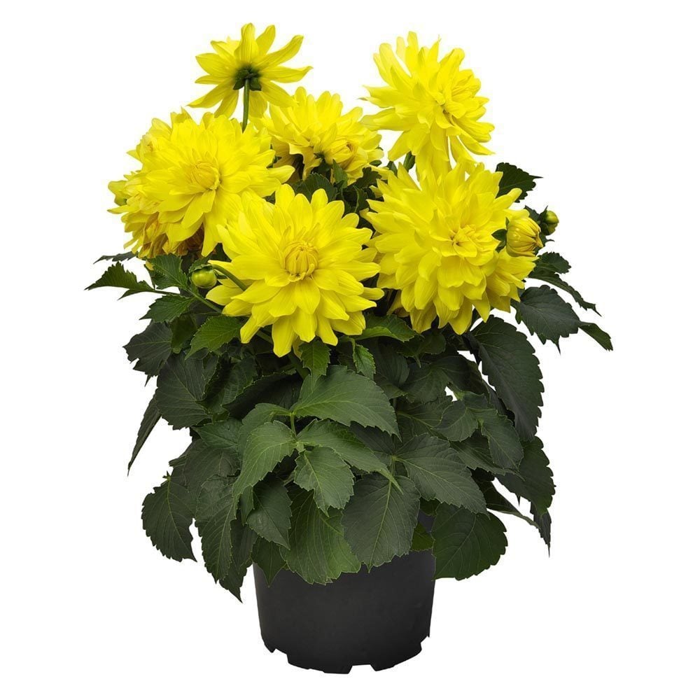 Yıldız çiçeği fidesi dalya dahlia XL lubega power yellow