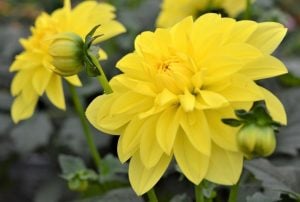 Yıldız çiçeği fidesi dalya dahlia XL lubega power yellow