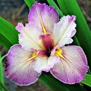 Feather and Fan iris Louisiana saksıda yetişmiş süsen