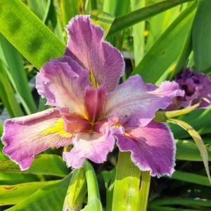 Feather and Fan iris Louisiana saksıda yetişmiş süsen