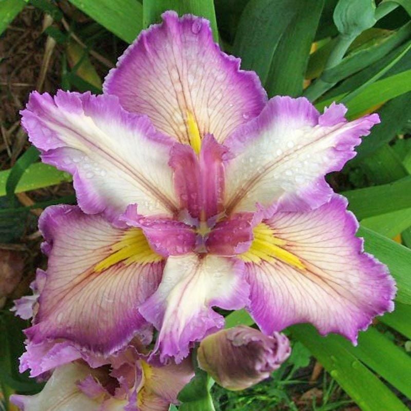 Feather and Fan iris Louisiana saksıda yetişmiş süsen