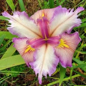 Feather and Fan iris Louisiana saksıda yetişmiş süsen