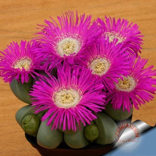 Argyroderma sukulent bitki tohumu karışım mini paket