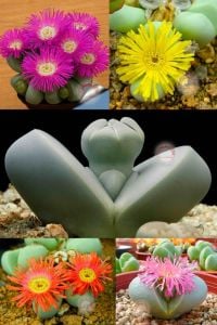 Argyroderma sukulent bitki tohumu karışım mini paket