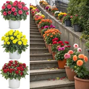 Yıldız çiçeği fidesi dalya dahlia XL lubega power yellow