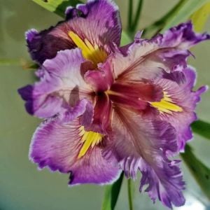 Feather and Fan iris Louisiana saksıda yetişmiş süsen