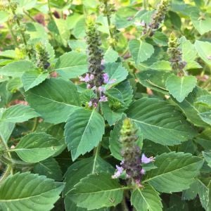 Baharatlı reyhan tohumu spice basil kapoor tulsi