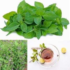 Baharatlı reyhan tohumu spice basil kapoor tulsi