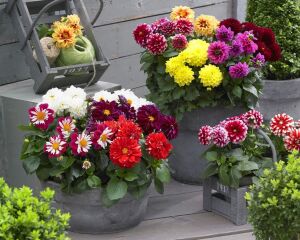 Yıldız çiçeği fidesi dalya dahlia lubega power bronze bicolor