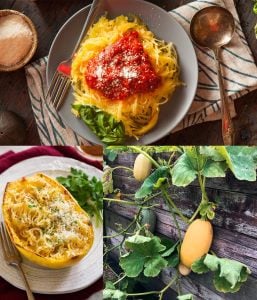 Spagetti kabak tohumu geleneksel kışlık winter squash