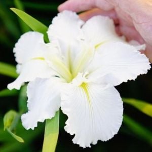 Waihi Wedding iris Louisiana saksıda yetişmiş süsen