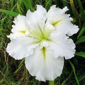 Waihi Wedding iris Louisiana saksıda yetişmiş süsen