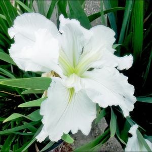Waihi Wedding iris Louisiana saksıda yetişmiş süsen