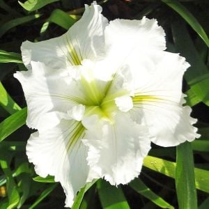 Waihi Wedding iris Louisiana saksıda yetişmiş süsen