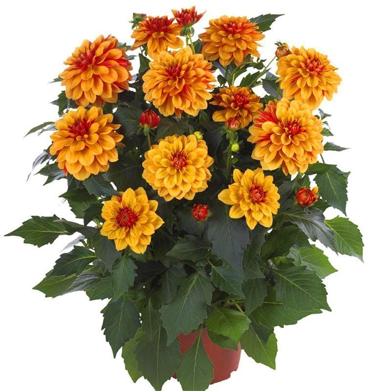 Yıldız çiçeği fidesi dalya dahlia lubega power bronze bicolor