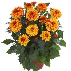 Yıldız çiçeği fidesi dalya dahlia lubega power bronze bicolor