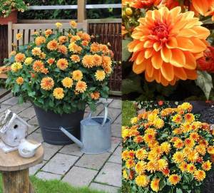 Yıldız çiçeği fidesi dalya dahlia lubega power bronze bicolor