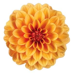 Yıldız çiçeği fidesi dalya dahlia lubega power bronze bicolor