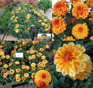 Yıldız çiçeği fidesi dalya dahlia lubega power bronze bicolor