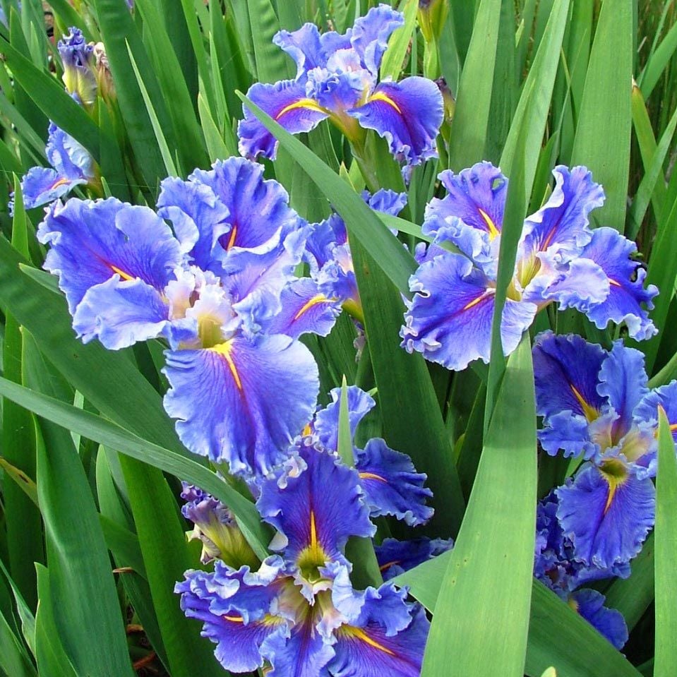 Swirling Waters iris Louisiana saksıda yetişmiş süsen