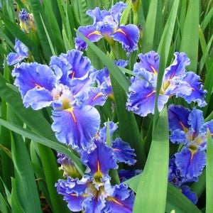 Swirling Waters iris Louisiana saksıda yetişmiş süsen