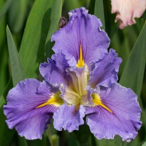 Swirling Waters iris Louisiana saksıda yetişmiş süsen