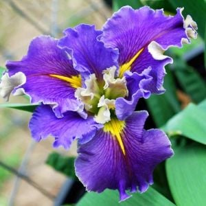 Swirling Waters iris Louisiana saksıda yetişmiş süsen