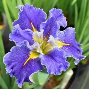 Swirling Waters iris Louisiana saksıda yetişmiş süsen