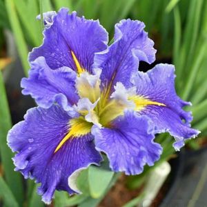 Swirling Waters iris Louisiana saksıda yetişmiş süsen