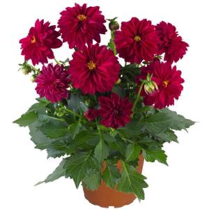 Yıldız çiçeği fidesi dalya dahlia lubega XL burgundy