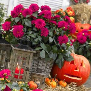 Yıldız çiçeği fidesi dalya dahlia lubega XL burgundy