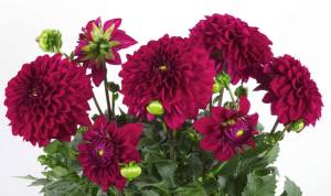 Yıldız çiçeği fidesi dalya dahlia lubega XL burgundy