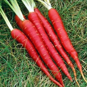 Kırmızı havuç tohumu atomic red carrot Atalık