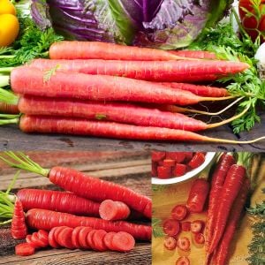 Kırmızı havuç tohumu atomic red carrot Atalık
