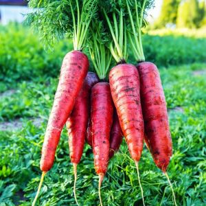 Kırmızı havuç tohumu atomic red carrot Atalık