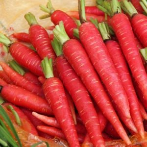 Kırmızı havuç tohumu atomic red carrot Atalık