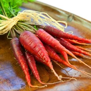 Kırmızı havuç tohumu atomic red carrot Atalık