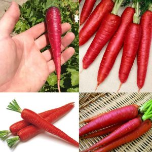 Kırmızı havuç tohumu atomic red carrot Atalık