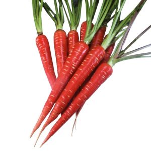 Kırmızı havuç tohumu atomic red carrot Atalık