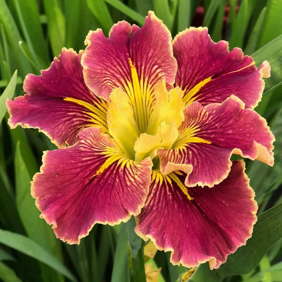 Extra Dazzle iris Louisiana saksıda yetişmiş süsen