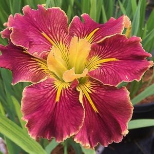 Extra Dazzle iris Louisiana saksıda yetişmiş süsen
